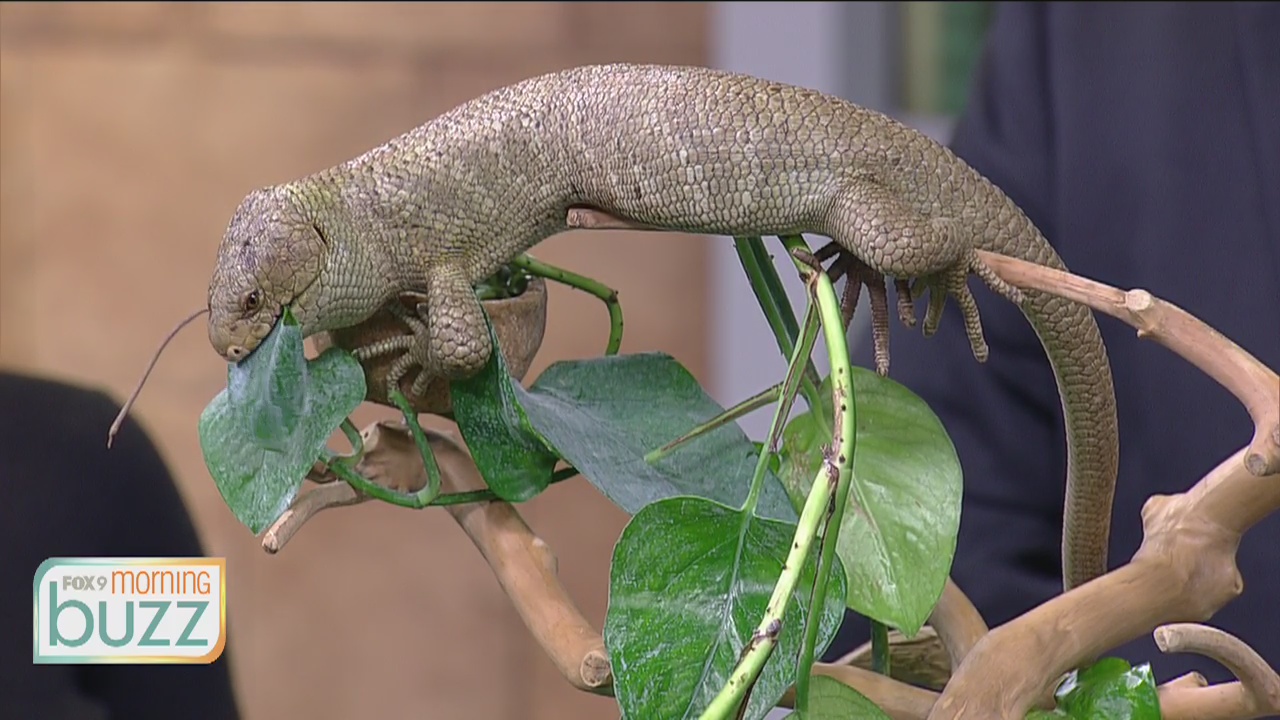 Swap out the snow for sand! The Minnesota Zoo's Tropical Beach Party is back (and Sol the skink wants to tell you about it)