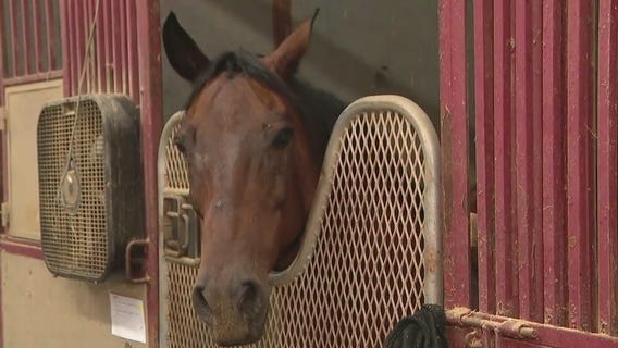 Horse therapy at Hunkapi Programs in Scottsdale asks for help as hay is impacted by inflation