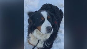 Family desperate to find missing dog in Mound