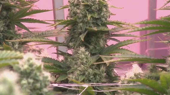 |THC bill remains in limbo  What's Your Point?