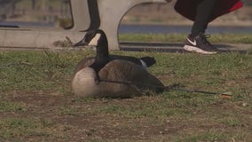 Goose impaled with arrow evades would-be rescuers in San Dimas