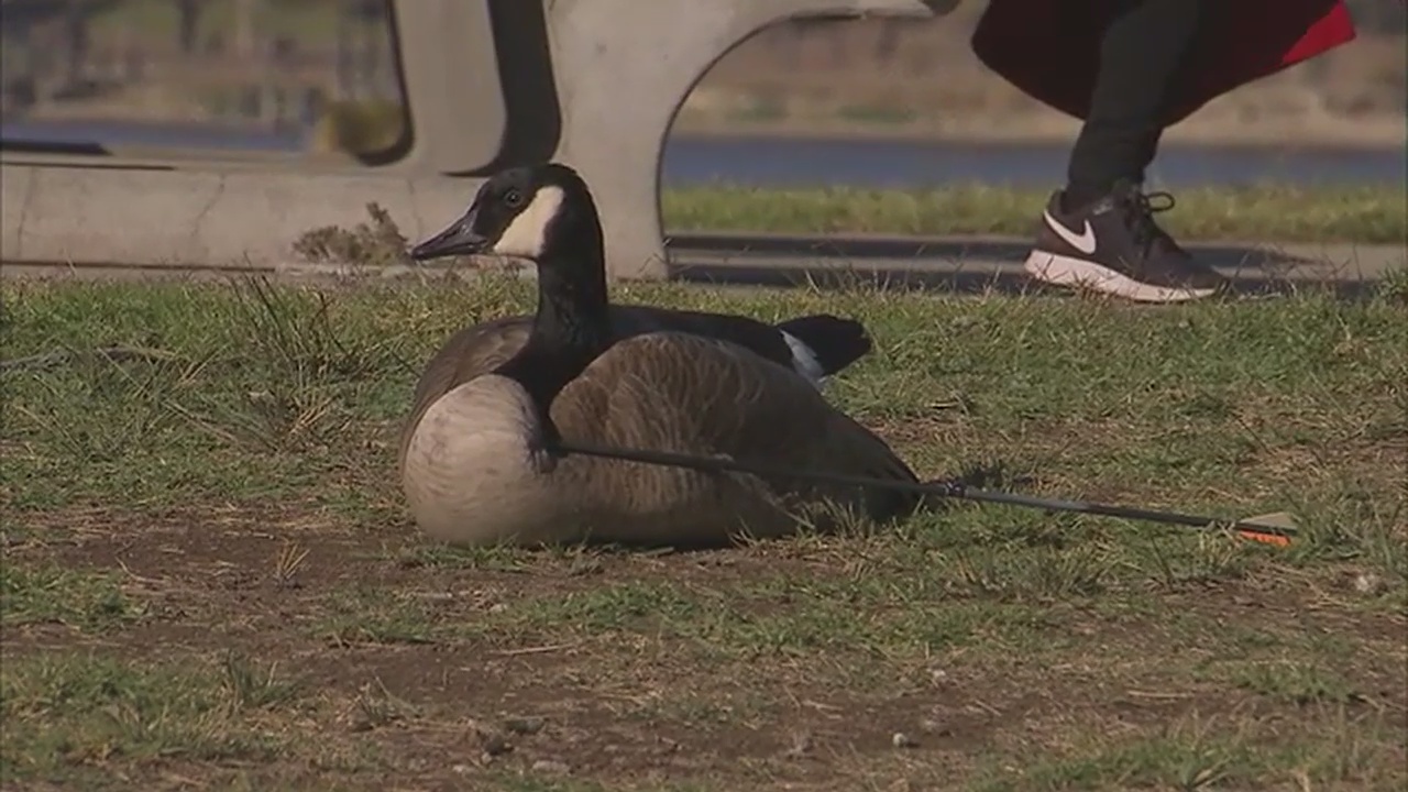 Goose impaled with arrow evades would-be rescuers in San Dimas