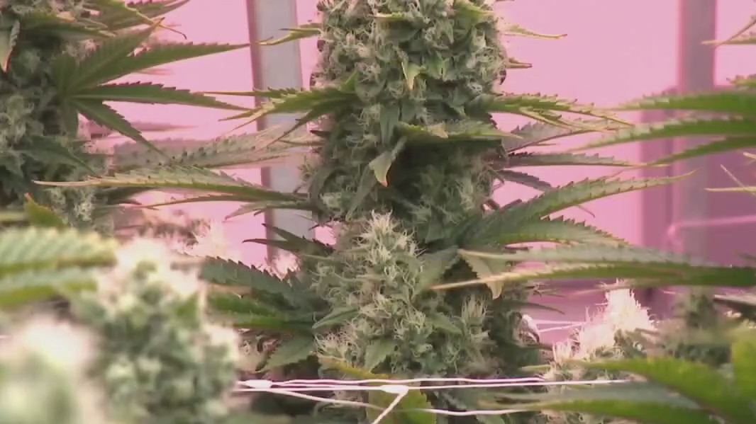 Texans & medical marijuana access