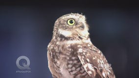 The Philadelphia Zoo brings some animals by The Q!