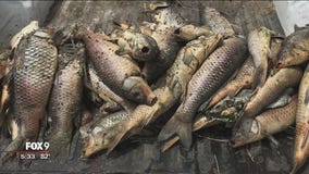 Koi or pet goldfish released in MN lake responsible for carp die-off, DNR says