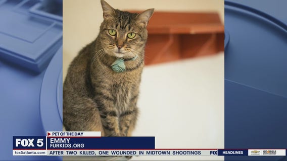 Pets of the Day from Furkids.org