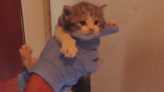 Kittens found stuck in a wall are up for adoption