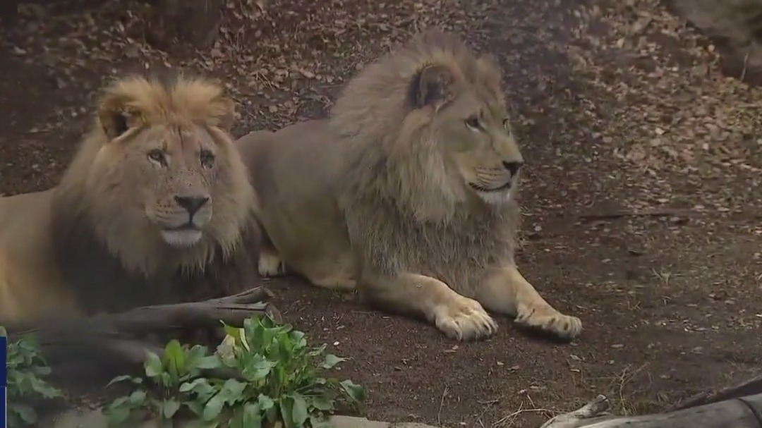 Hella Cool Gigs: Zookeeper