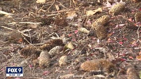 Collected pinecones to reforest land burned in northern Minnesota fires