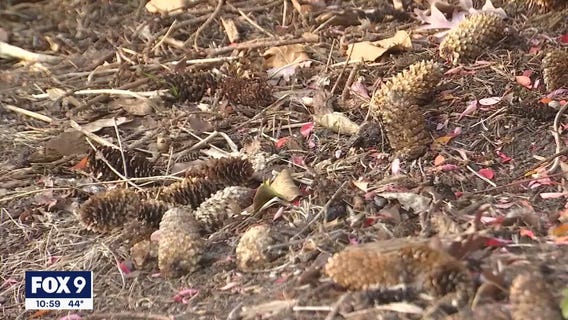 Collected pinecones to reforest land burned in northern Minnesota fires