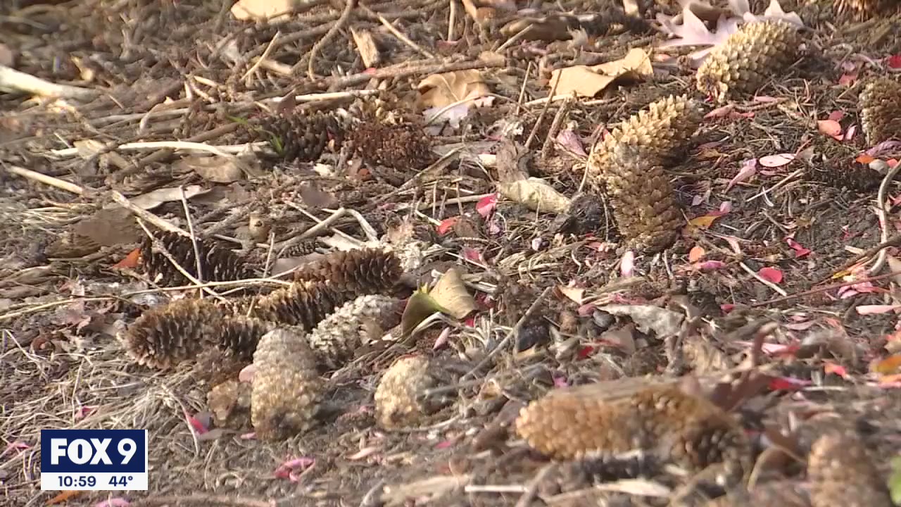 Collected pinecones to reforest land burned in northern Minnesota fires