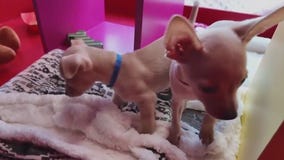 Macy's SPCA Holiday windows are open