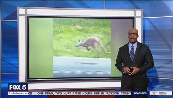 Kangaroo on the loose on Interstate 85