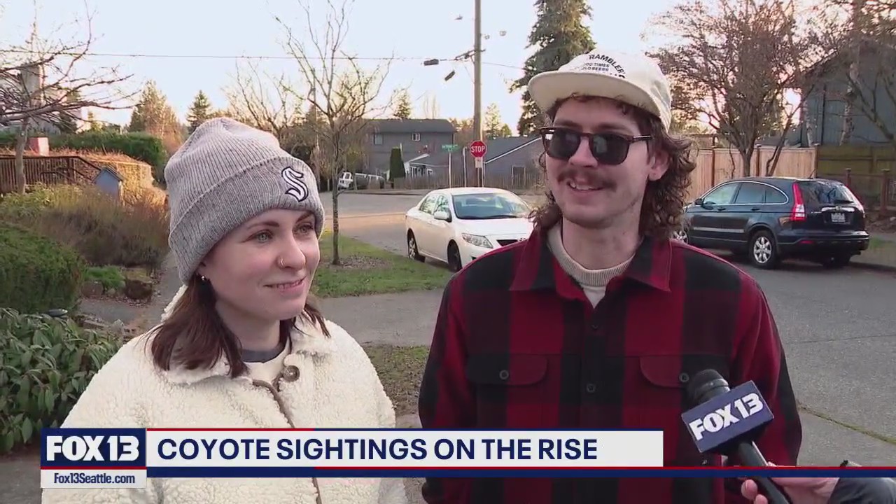 Coyote sightings on the rise in Seattle-area