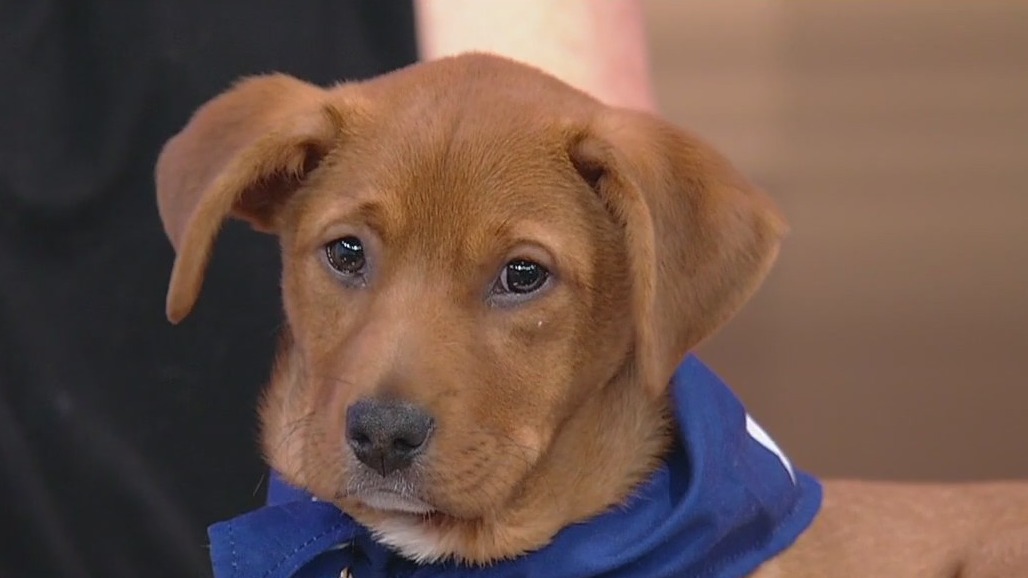 Meet Tinker Brown: Our Pet of the Day