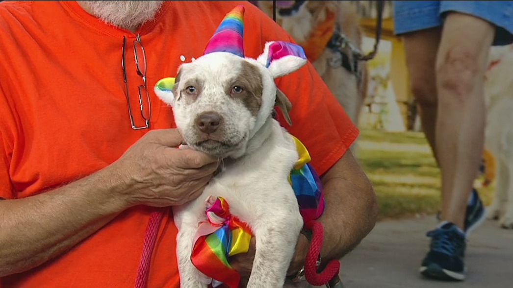 Halloween pet costume show with Best Friends