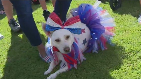 Furry friends participating in Anaheim Hills' Yankee Doodle Dog Show