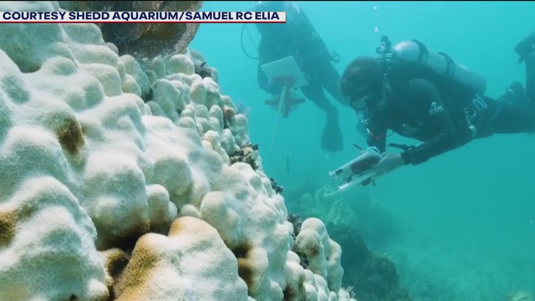 Florida coral reefs going extinct