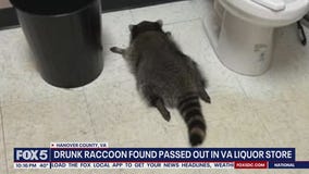 WILD NIGHT | Raccoon breaks into Virginia liquor store, gets drunk, passes out in bathroom