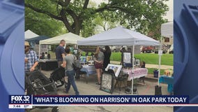 'What's Blooming on Harrison' happening in Oak Park Saturday