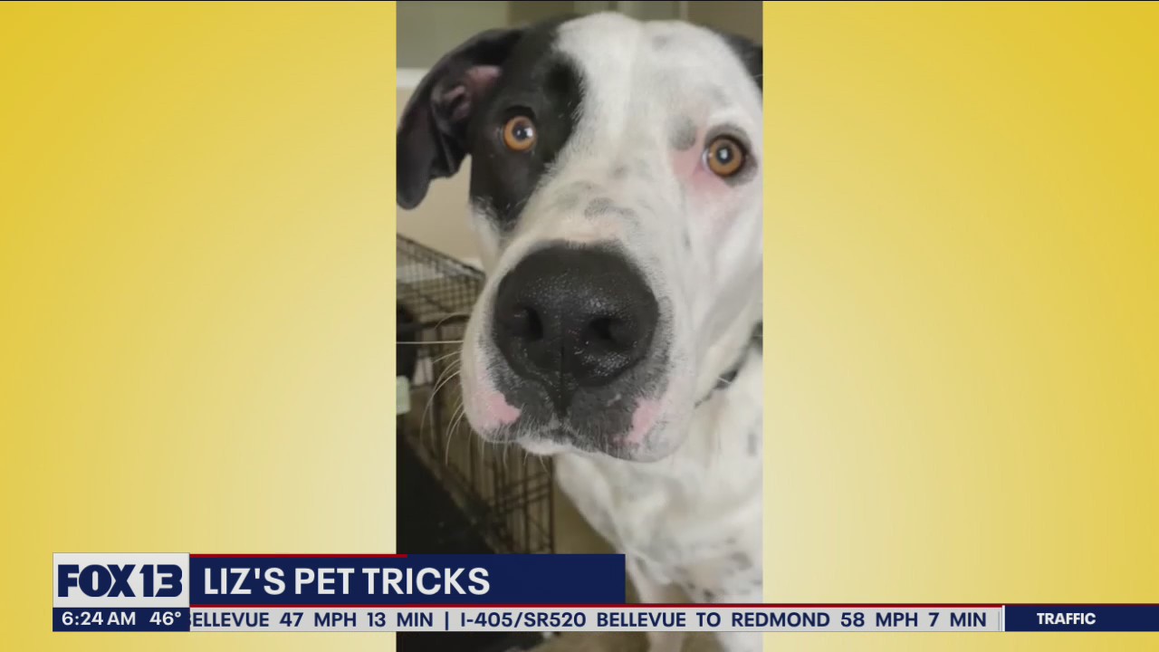 Liz's Pet Tricks for Monday, May 30