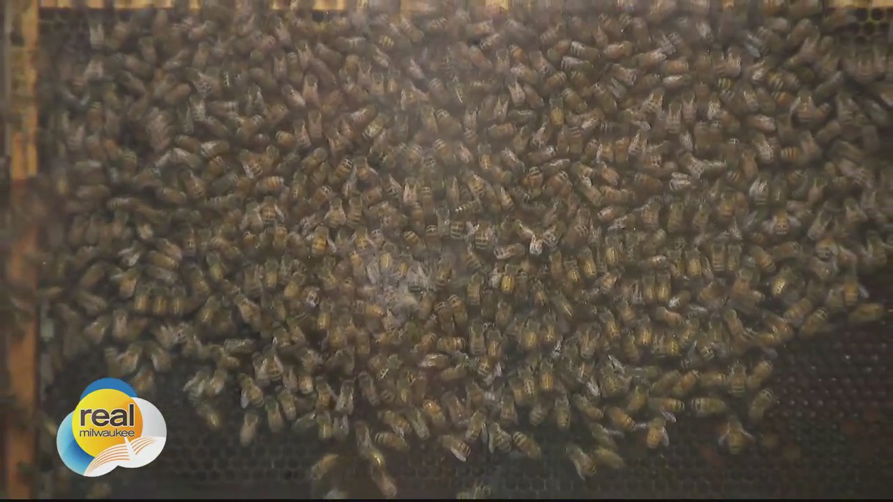 Beekeeping on the Hunger Task Force farm