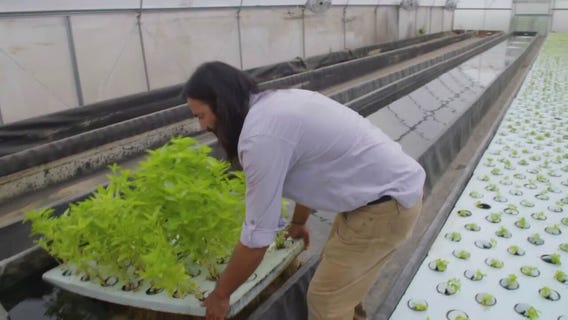 Homegrown heroes: Local vets take up urban farming in Anaheim