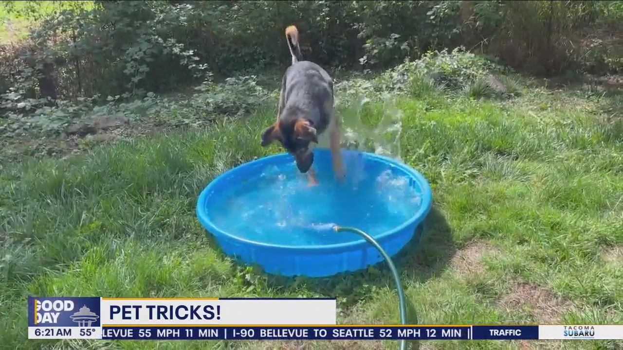 Pet Tricks for Monday, October 14