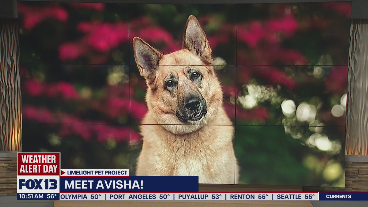 Pet of the Week: Avisha