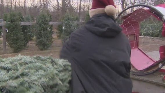 Christmas tree hunt; Mequon nursery helps create family traditions