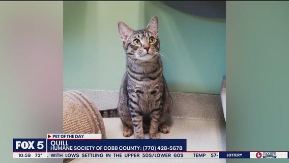 Pet of the Day from the Humane Society of Cobb County