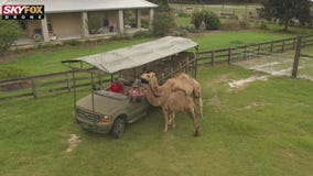 'Staycation' around every corner in Tampa Bay