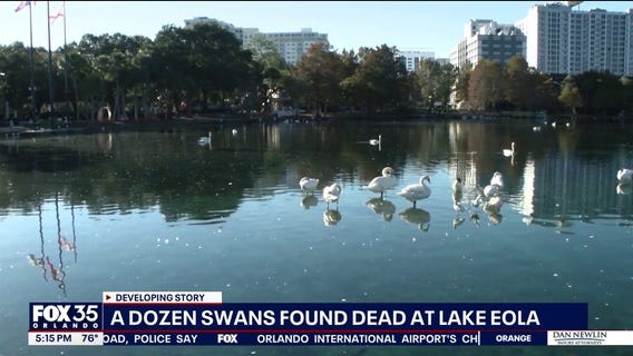 A dozen swans found dead at Orlando’s Lake Eola