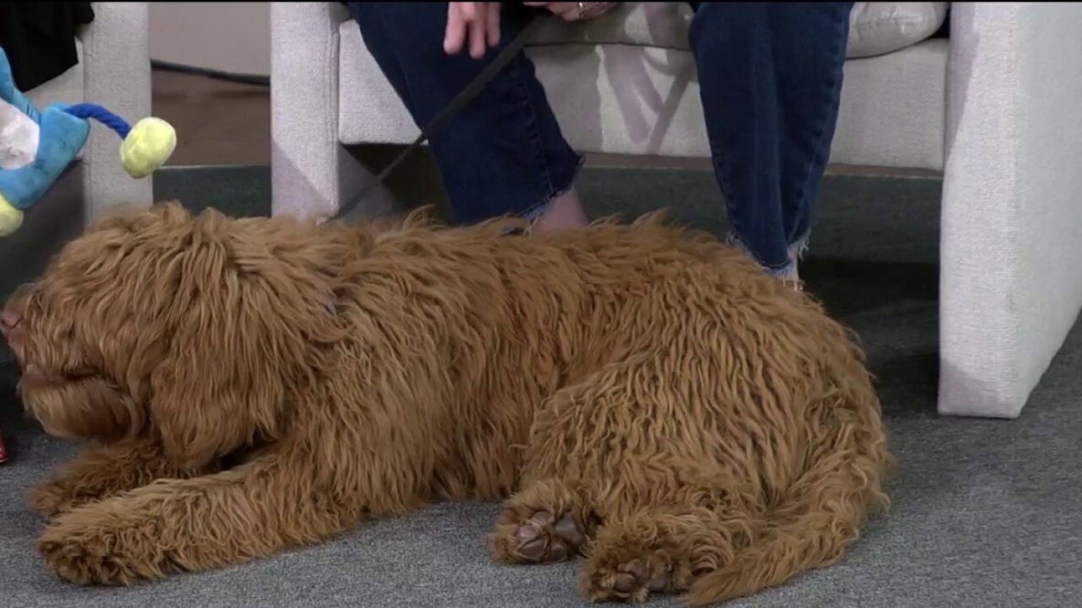 Pet of the Week: Meet Koko