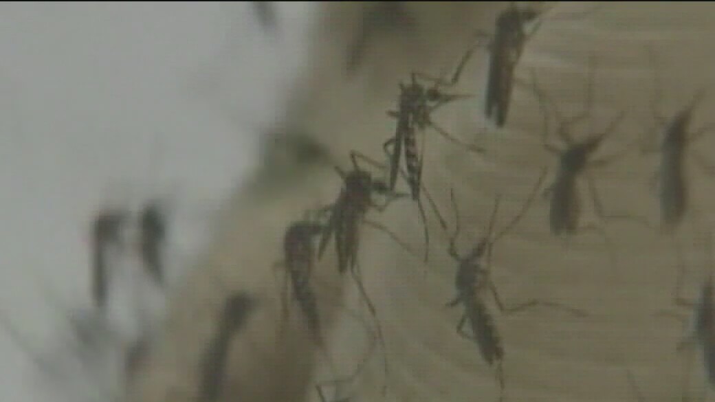 Dengue Fever is on the rise, here's how to protect yourself