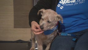 Pet Project: Francisco from spcaLA