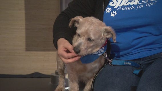Pet Project: Francisco from spcaLA