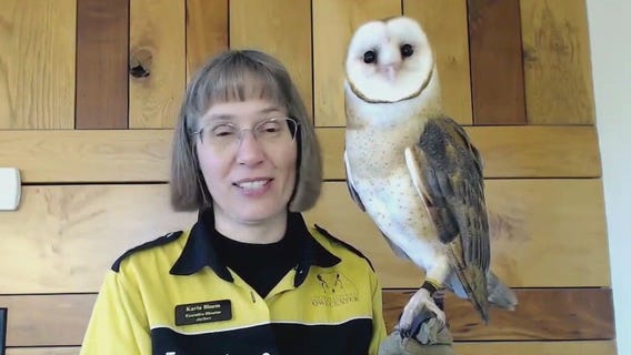 International Festival of Owls this weekend in MN