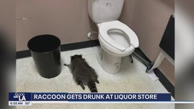 Raccoon gets drunk at liquor store