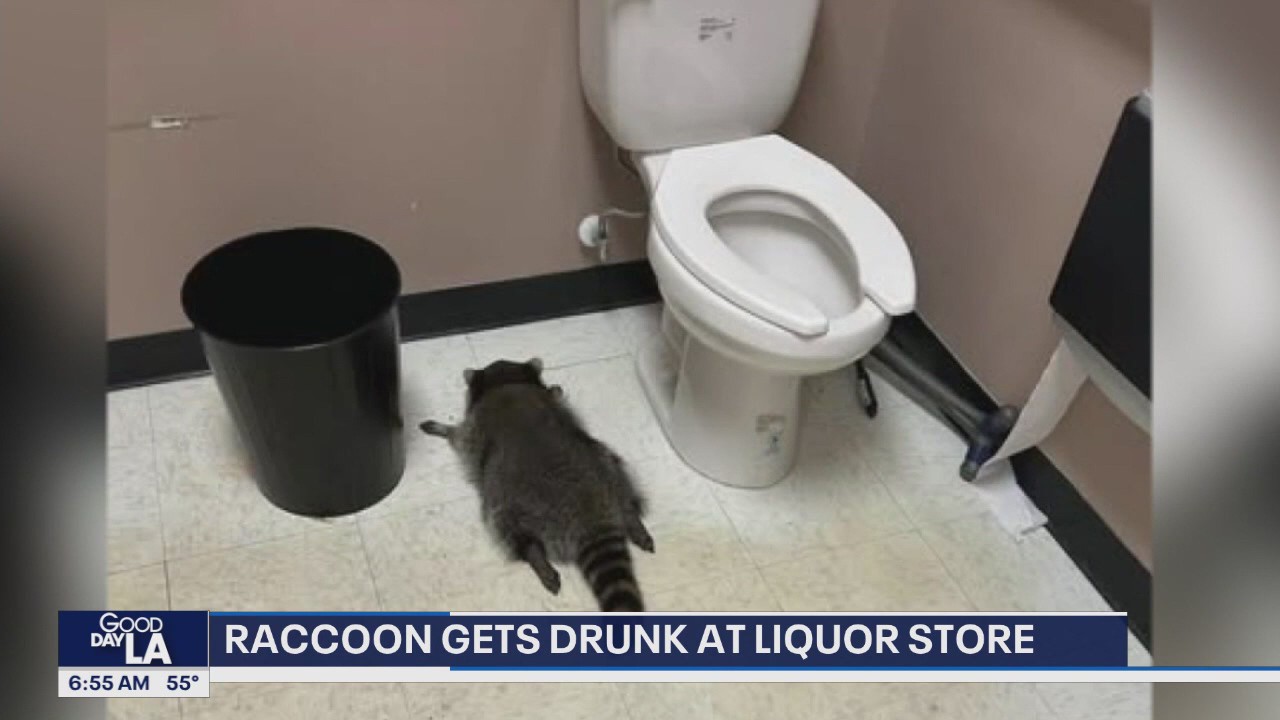 Raccoon gets drunk at liquor store