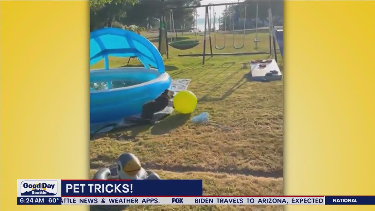 Pet Tricks for Tuesday, August 8