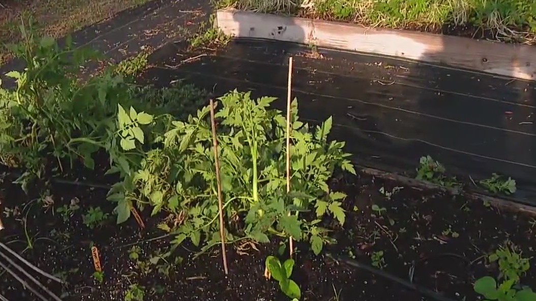 Trellising up our tomatoes to protect them