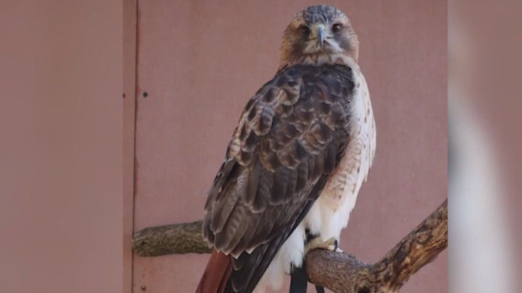 Missing red-tail hawk has been recovered in Illinois