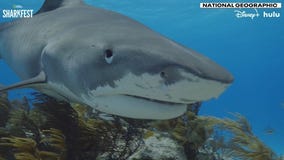 Previewing 'Sharkfest' with marine biologists