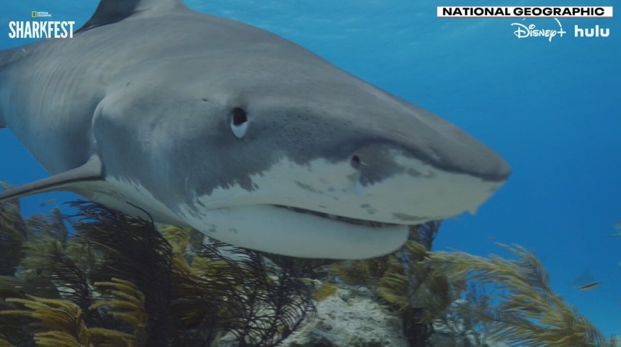 Previewing 'Sharkfest' with marine biologists