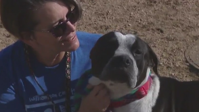 Pet of the Weekend: Meet Dexter