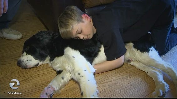 Boy reunited with therapy dog that went missing for 12 days