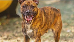 Meet Rocky: Our Pet of the Day