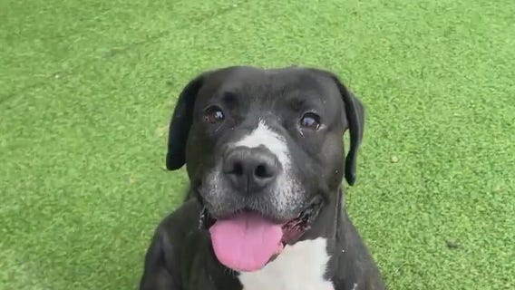 Meet Cody: Our Pet of the Day