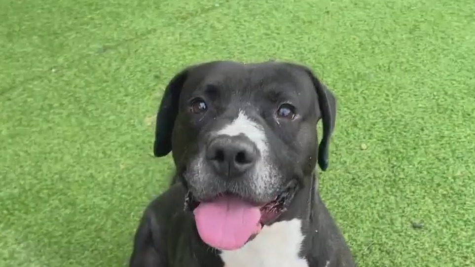 Meet Cody: Our Pet of the Day